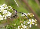 Gasteruptiid Wasp