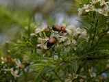 Nectar Scarab