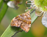 Metalmark Moth