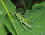 Vegetable Grasshopper