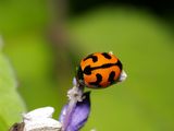 Transverse Ladybird