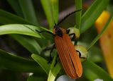 Lycid Beetle