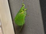 Lesser Bottle Cicada