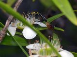 Flower Wasp