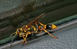 Mud Dauber Wasp