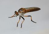 Robber Fly