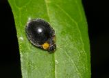 Yellow Shouldered Ladybird