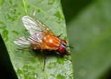 Bush Fly