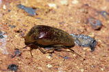 Humped-backed Beetle