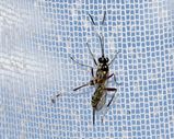 Black and Yellow-striped Ichneumon Wasp