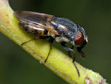 Blowfly