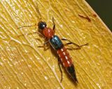 Rove Beetle