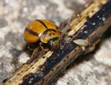 Variable Ladybird narrow striped form