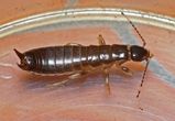 Earwig