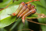 Sawfly