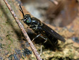 American Soldier Fly