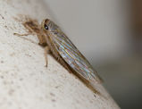 Leafhopper