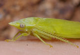 Flat-head Leafhopper