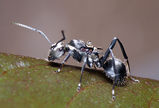 Spiny Ant