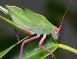 Katydid