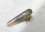 Leafhopper