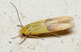 Oecophorid moth