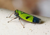 Green Leafhopper