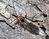 Braconid Wasp