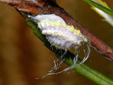 Mealybug