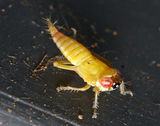 Leafhopper larvae