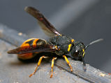 Mason wasp