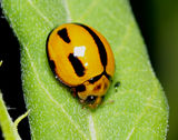 Variable Ladybird striped form