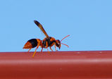 Potter Wasp