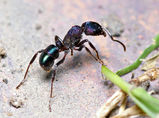 Green-head Ant