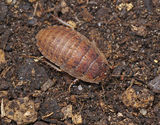 Trilobite Cockroach