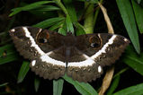 Erabus moth