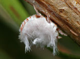 Mealybug