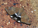 Castor Oil Semi-Looper moth