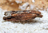 Leafroller Moth