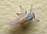 Delphacid planthopper