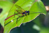 Gasteruptiid Wasp