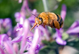 Teddy Bear Bee