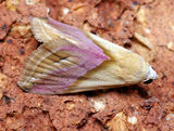 Eublemma moth