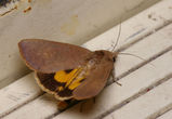 Fruit-piercing moth