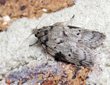 Oecophorine moth