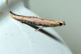 Cosmopterigid moth