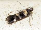 Gelechiid Moth