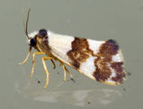 Wool Moth