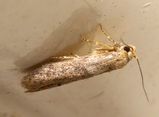 Oecophorid moth