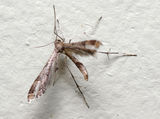 Plume Moth